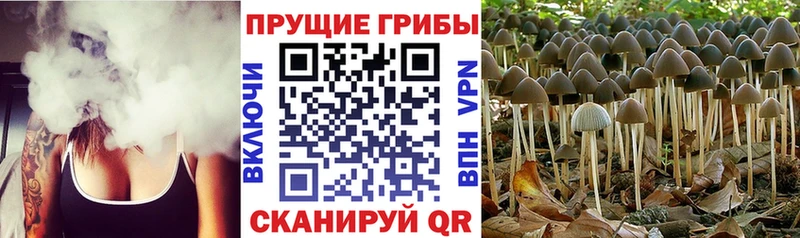 дарнет шоп  Козьмодемьянск  Галлюциногенные грибы Psilocybine cubensis 